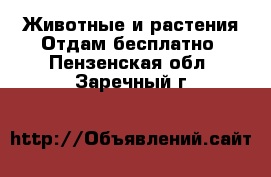 Животные и растения Отдам бесплатно. Пензенская обл.,Заречный г.